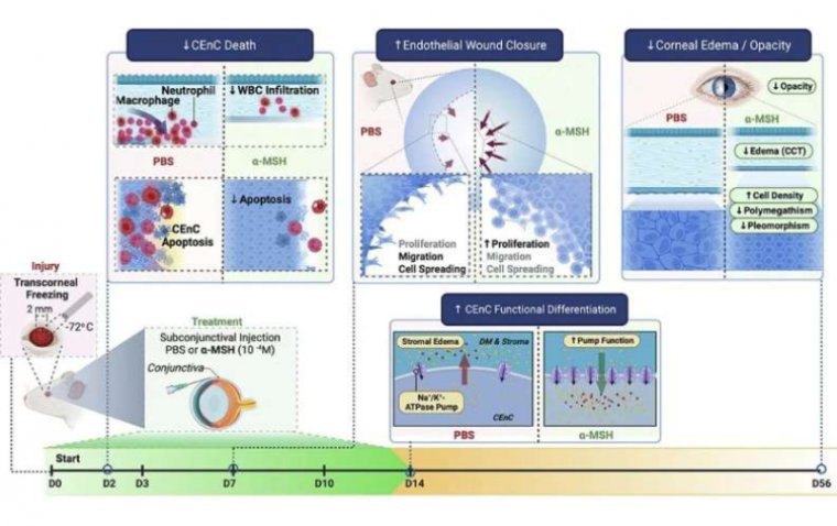 Cornealendothelialdisease