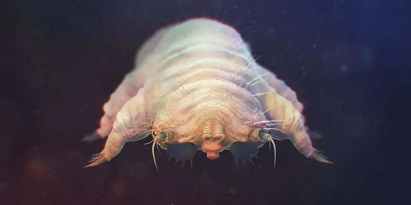 picture of a demodex mite