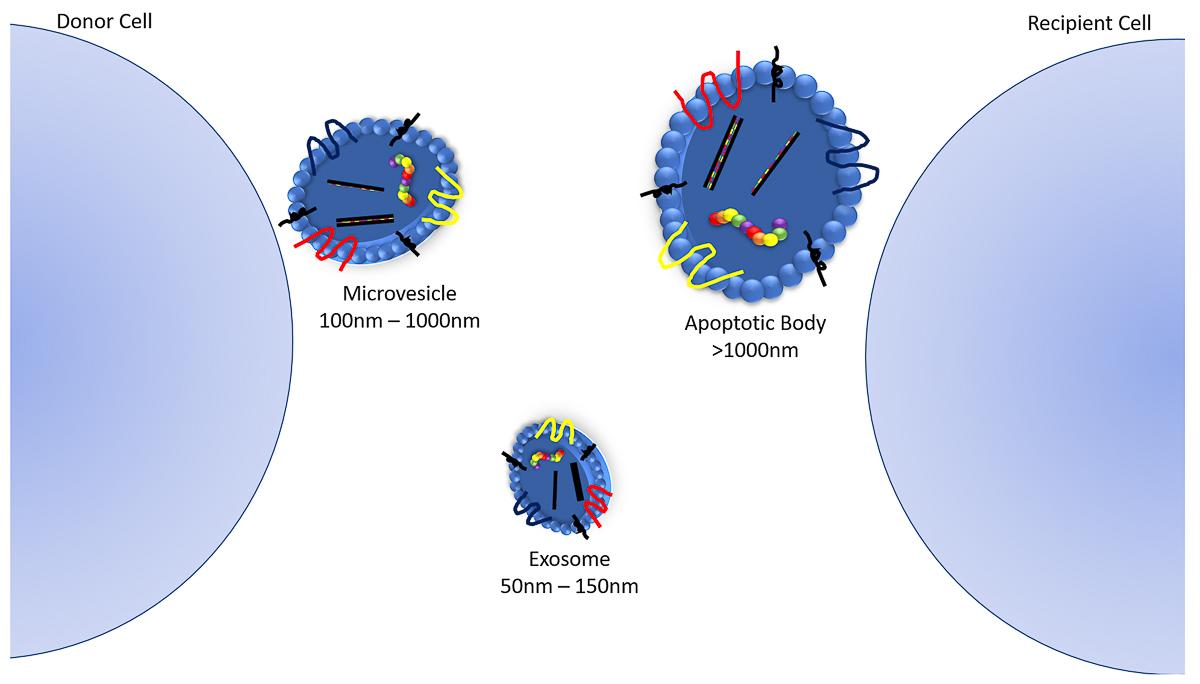 Illustration of extracellular vesicles, which are divided into three types: microvesicles, apoptotic vesicles, and exosomes. EVs are involved in cell-cell communication via transporting DNA, RNA, and proteins from one cell to another. Image credit: Brenna Hefley, University of North Texas.