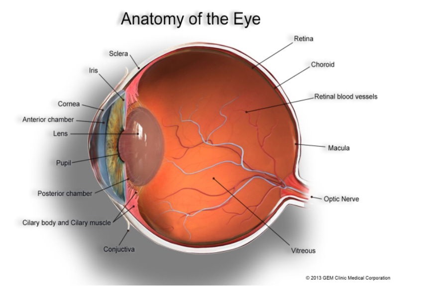 a visual showing the anatomy of the eye