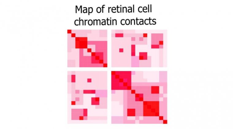 3D Map Reveals DNA Organization Within Human Retina Cells