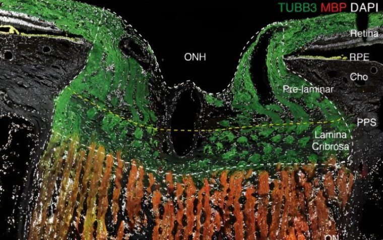Detailed Eye Atlas Holds the Key to Novel Therapies for Eye Diseases