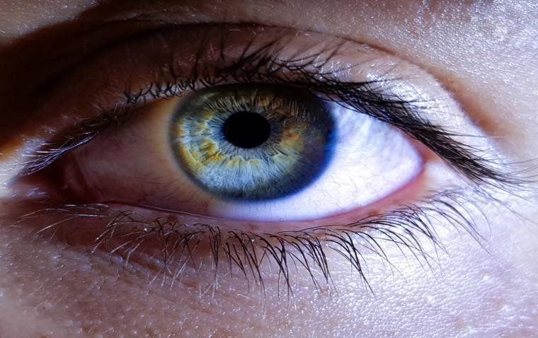 Dual Mechanisms Behind Rapid Eye Dominance Plasticity Discovered in Adult Brain