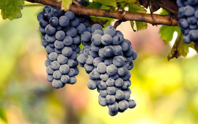 Recent Study Shows Grapes Improve Eye Health in Older Adults