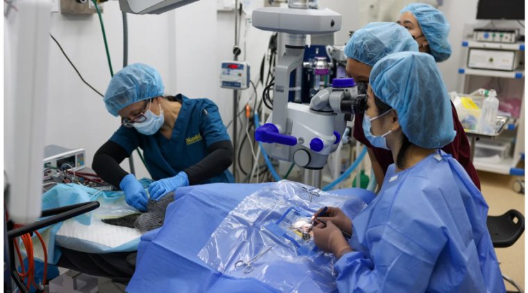 Singapore Zoo Performs World's First Custom Eye Lens Surgery on Elderly Penguins