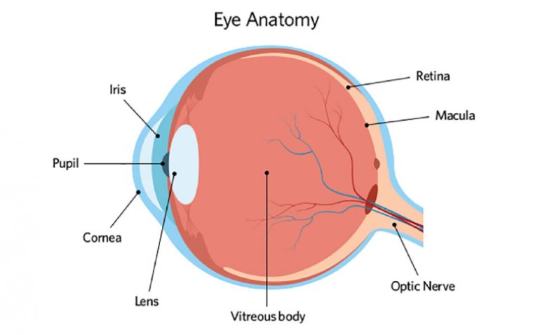 pupil diagram