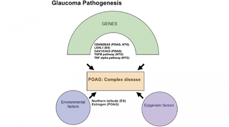 The Genetics & Genomic Studies of Glaucoma 