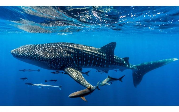 Whale Sharks Illuminate Genetic Basis of Night Blindness in Humans