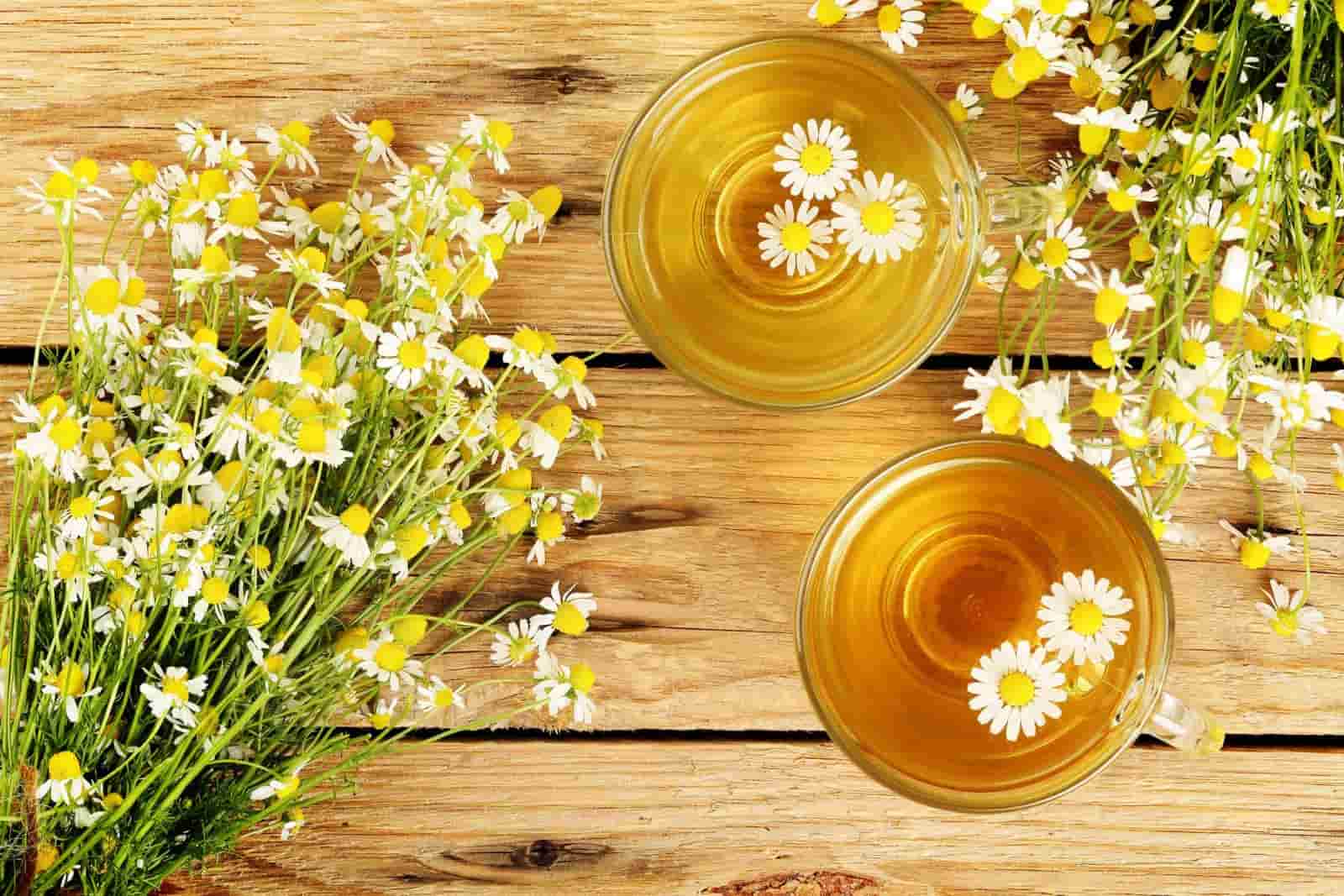 a picture of a chamomile