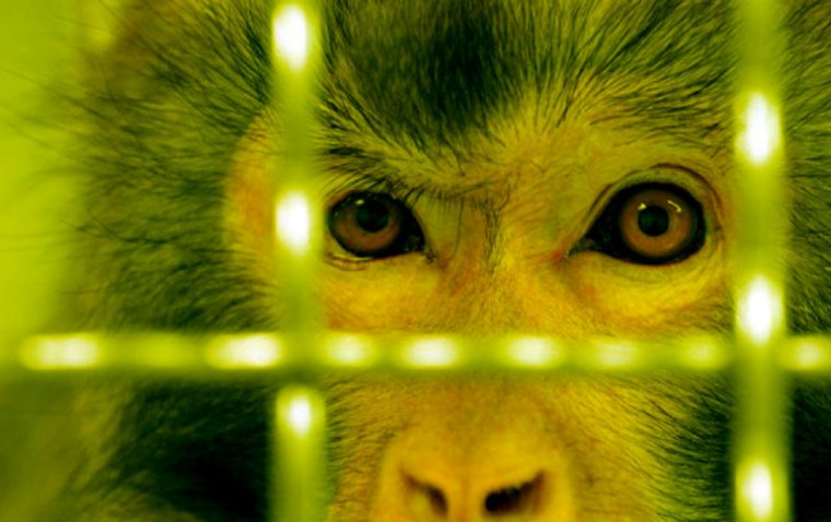 Gene Therapy Reverses Vision Loss in Primates