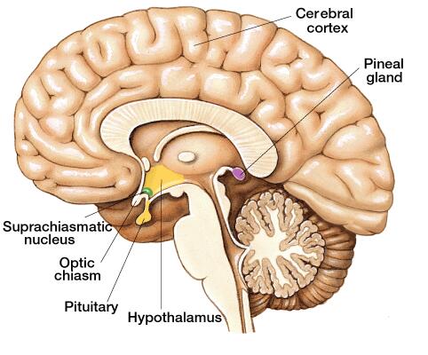 a visual indicating the parts of the brain including the pineal gland