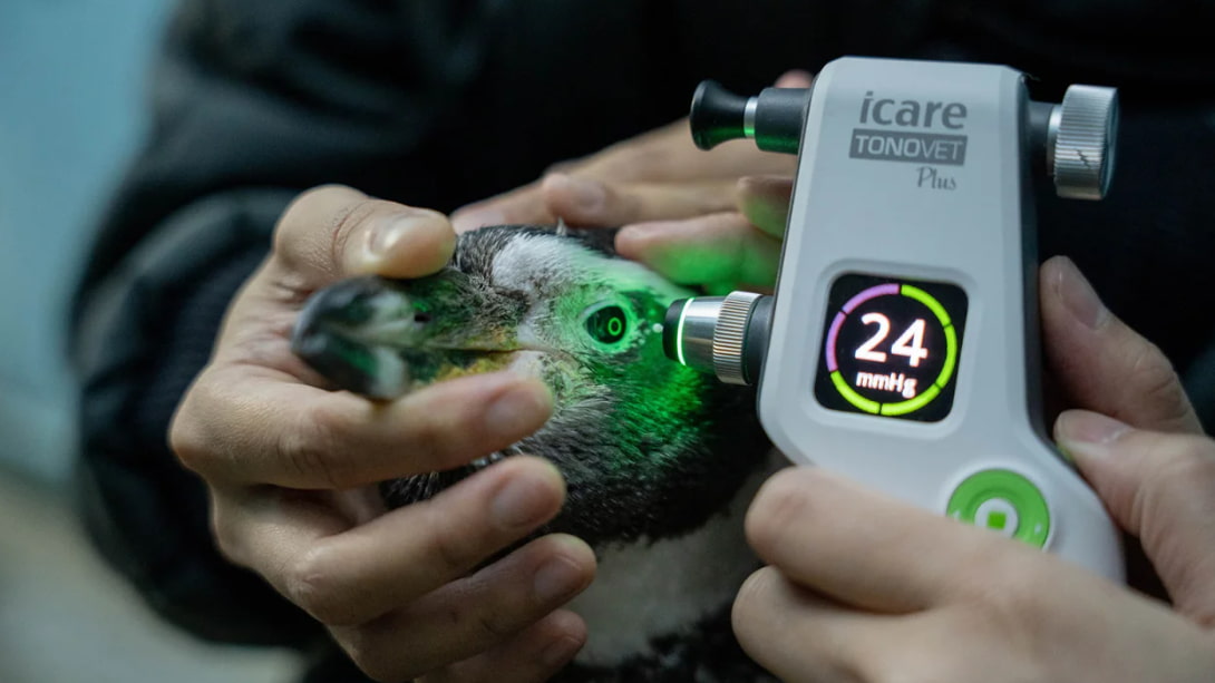 A medical device checks the eye pressure of a Humboldt penguin at Jurong Bird Park in Singapore.