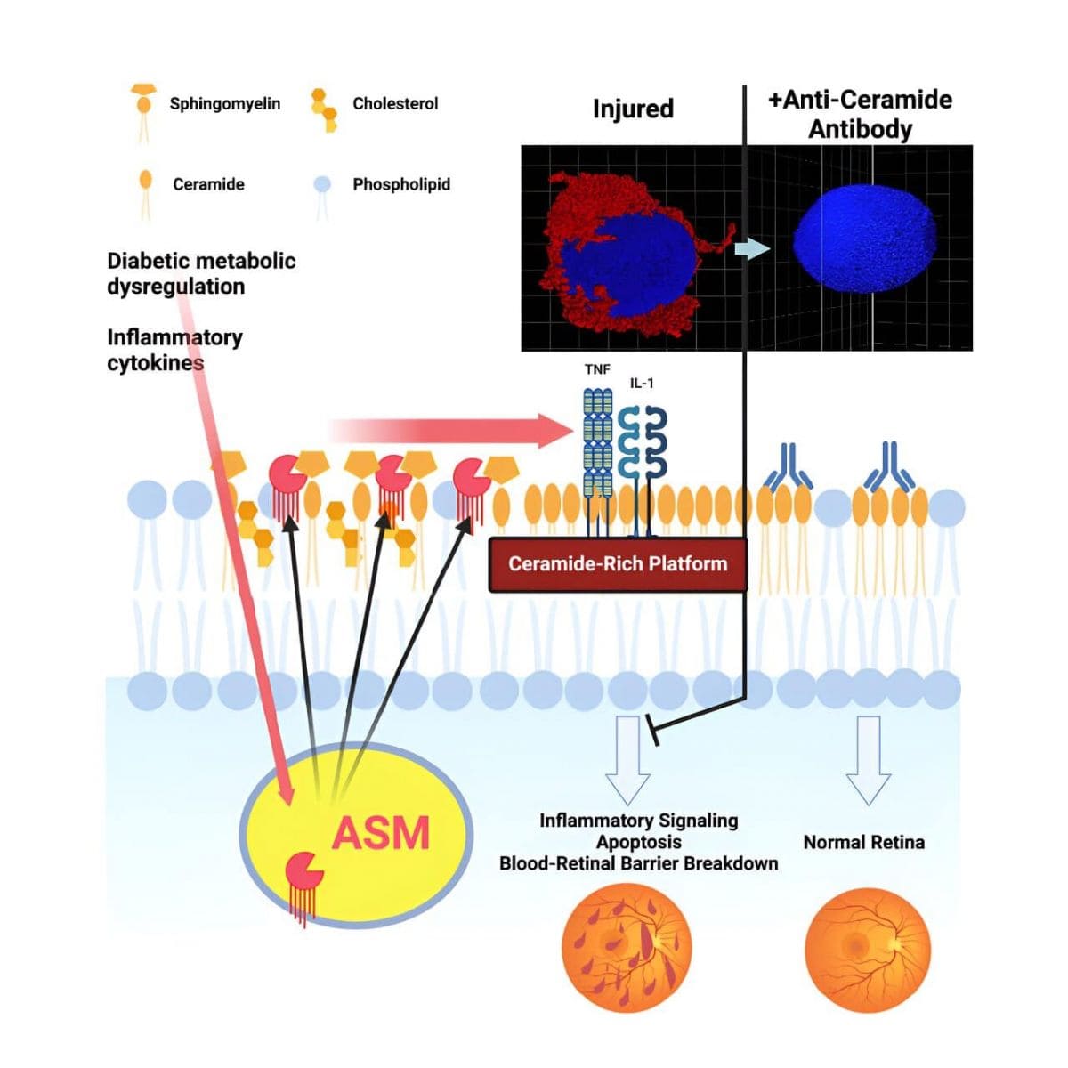 Graphical abstract. Credit: Cell Metabolism (2024)